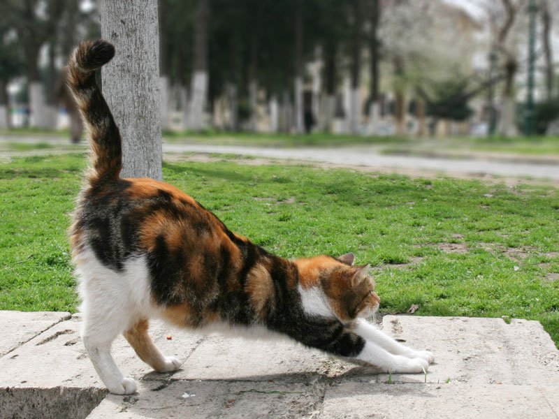 Katzen-Stretching - ideale Faszien-Übung
